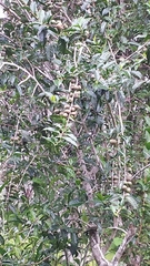 Camellia japonica
