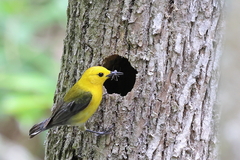 Prothonotary Warbler photo 6