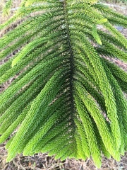 Araucaria heterophylla