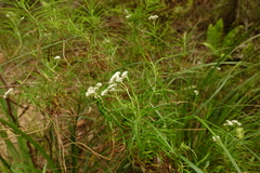 Ozothamnus thyrsoideus