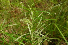 Ozothamnus thyrsoideus