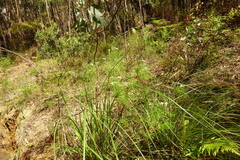 Ozothamnus thyrsoideus