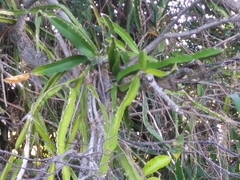 Selenicereus undatus