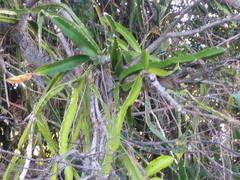 Selenicereus undatus