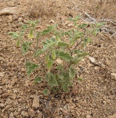 Physalis hederifolia