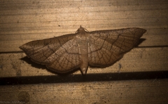 Hypolamprus ypsilon
