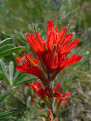 Castilleja hispida hispida