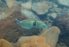 Halichoeres nicholsi