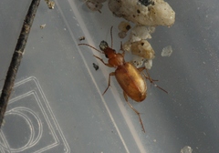 Tetragonoderus pallidus