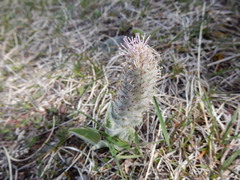 Veronica wyomingensis