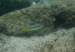Halichoeres nicholsi