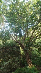 Syzygium samarangense