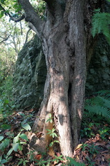 Syzygium samarangense