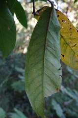 Syzygium samarangense