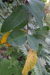 Syzygium samarangense