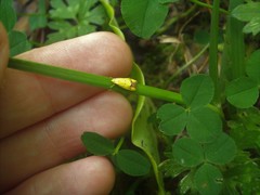 Gymnobathra flavidella