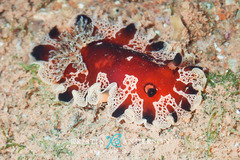 Image of Platydoris dierythros