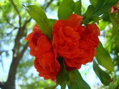 Punica granatum