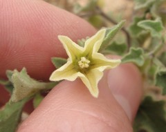 Physalis hederifolia