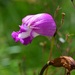 Flor de Muertos - Photo (c) Neptalí Ramírez Marcial, algunos derechos reservados (CC BY), subido por Neptalí Ramírez Marcial