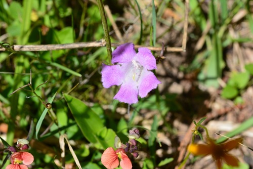 Mexican False Foxglove (Agalinis peduncularis)