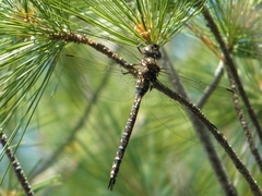 Aeshna interrupta interrupta