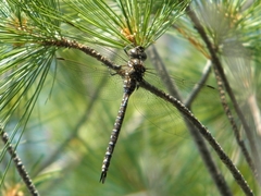 Aeshna interrupta interrupta