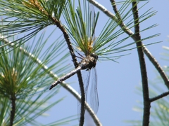 Aeshna interrupta interrupta