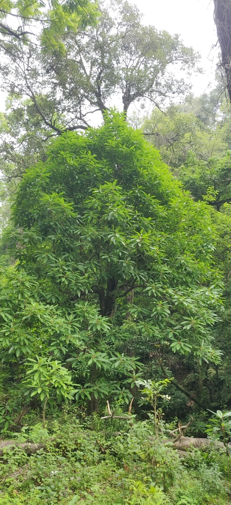Daphniphyllum himalense; photograph T R Shankar Raman, CC BY, iNaturalist via GBIF