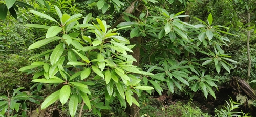 Image of Daphniphyllum himalense by (c) T R Shankar Raman, some rights reserved (CC BY)
