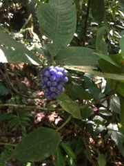 Palicourea pilosa
