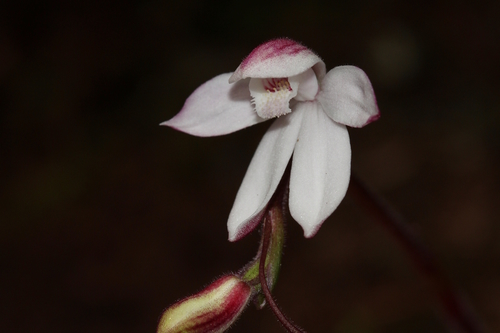 Caladenia cracens D.L.Jones