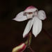 Caladenia cracens - Photo (c) Alan Melville, algunos derechos reservados (CC BY-NC-ND), uploaded by Alan Melville