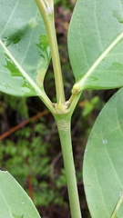 Peponidium