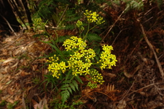 Senecio linearifolius linearifolius