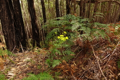 Senecio linearifolius linearifolius