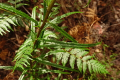 Senecio linearifolius linearifolius