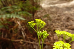 Senecio linearifolius linearifolius