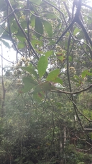 Apodocephala pauciflora image