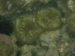 Stichodactyla helianthus