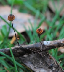 Cryptomarasmius corbariensis