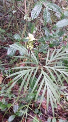 Tacca leontopetaloides image