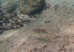 Sphoeroides annulatus