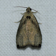 Olethreutes exoletum