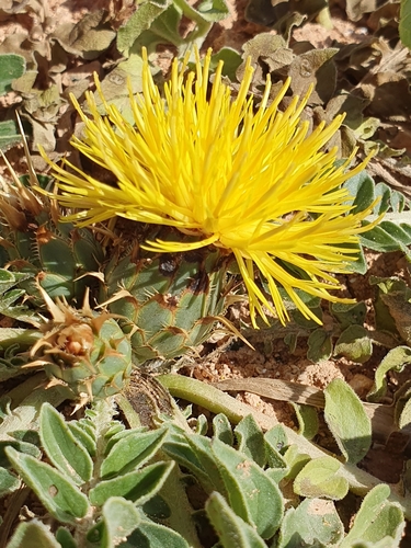 Centaurea acaulis image