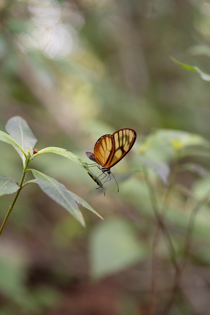 Pteronymia fulvimargo