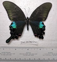 Papilio bianor