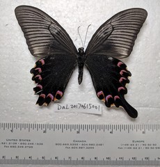 Papilio bianor