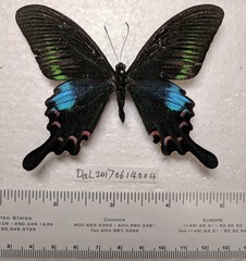 Papilio bianor