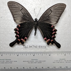 Papilio bianor
